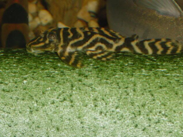 LDA19MegaClownPleco02.jpg