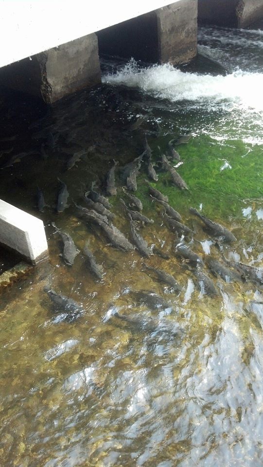 carpschool_zps7efee836.jpg