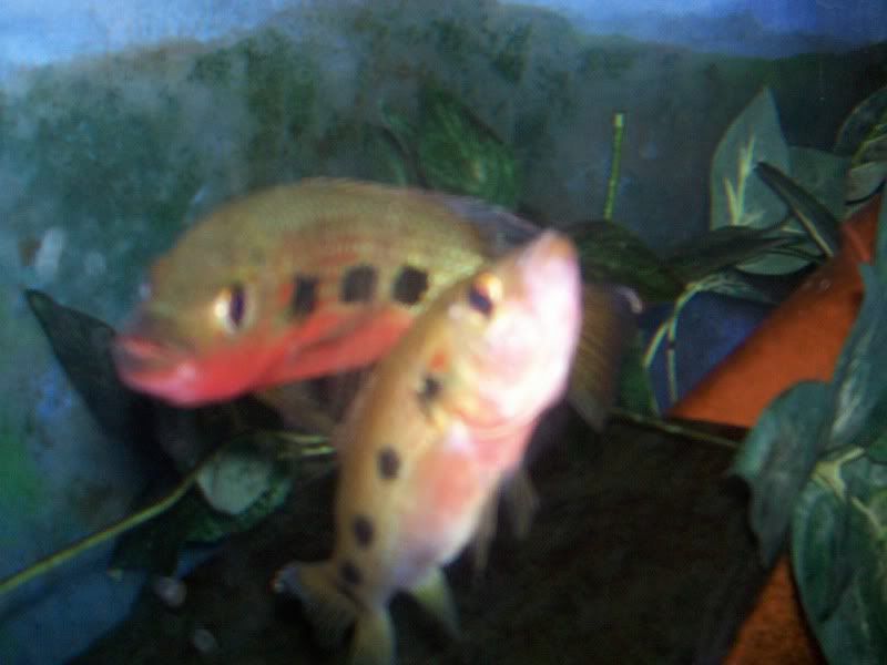 frempongi10-20-07004.jpg