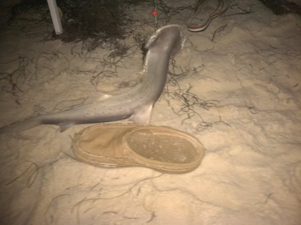 shark.jpg