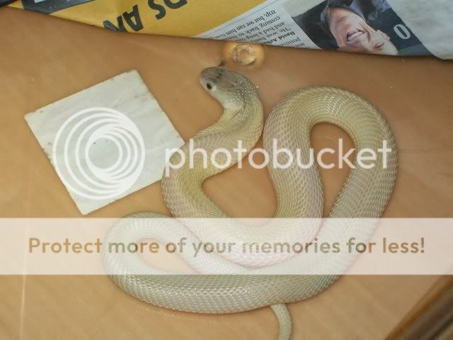 100_4781.jpg