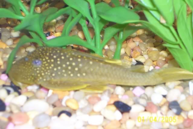 NewPleco.jpg