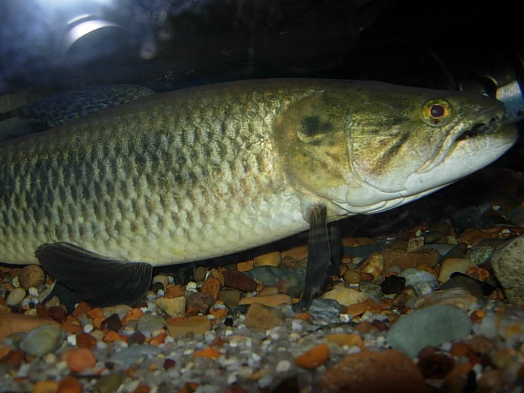 catfish012.jpg