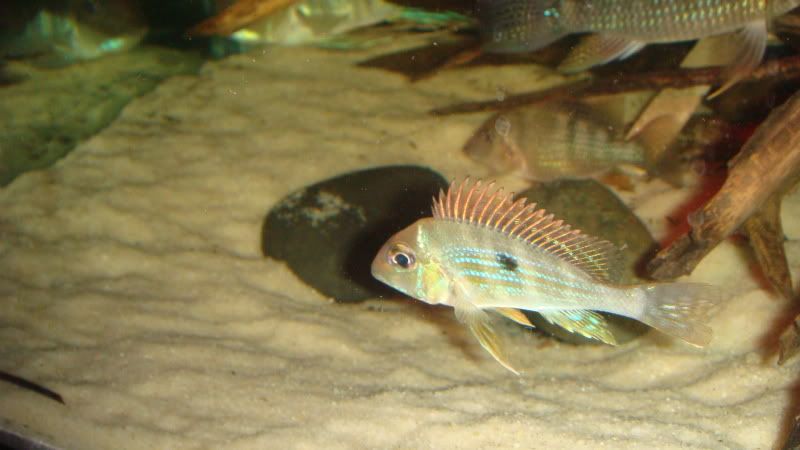 clownredhumps018.jpg