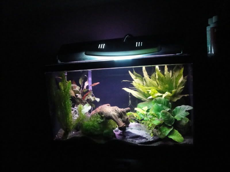 plantedtank1.jpg