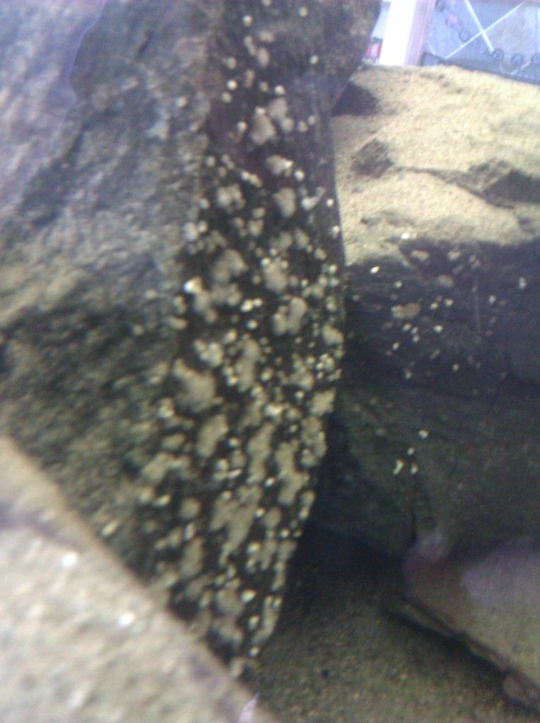 IMG_20120617_124955.jpg