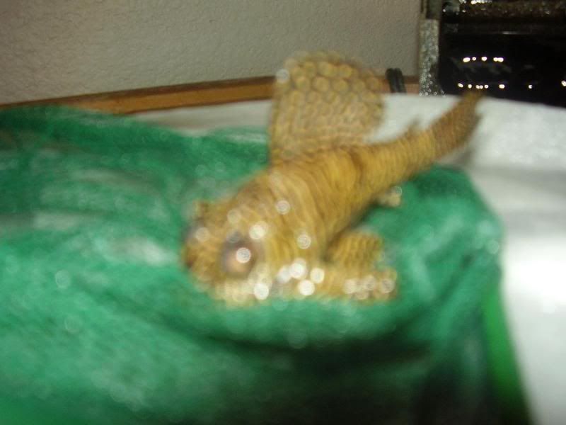 pleco2.jpg