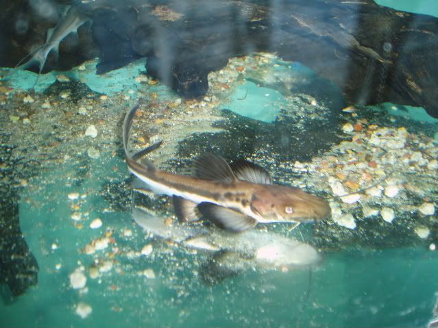planiceps2.jpg