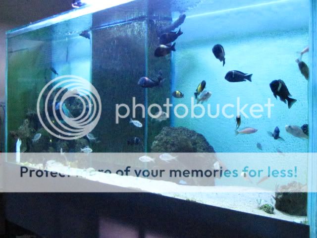 tangtank001.jpg