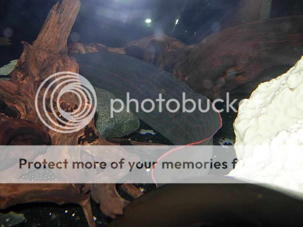 newtank2043.jpg