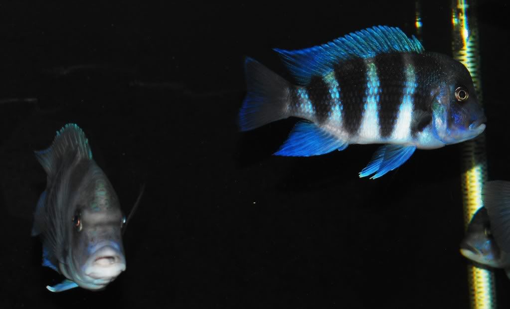 frontosaJune2009013.jpg