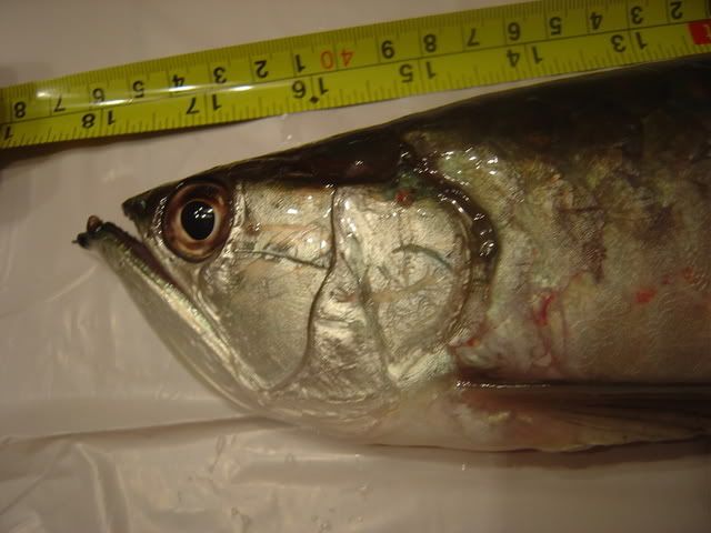 DSC04116.jpg