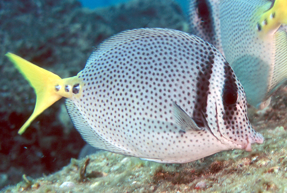Yellowtail_surgeonfish.jpg