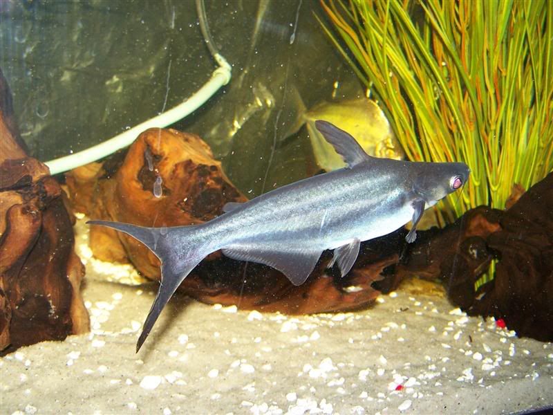 stevesfish532Medium.jpg