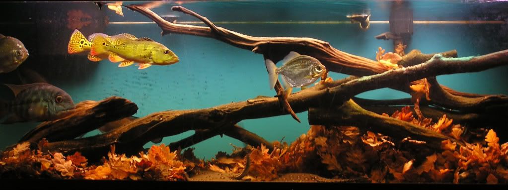 125LeafLitter-4_32508_edited-1.jpg