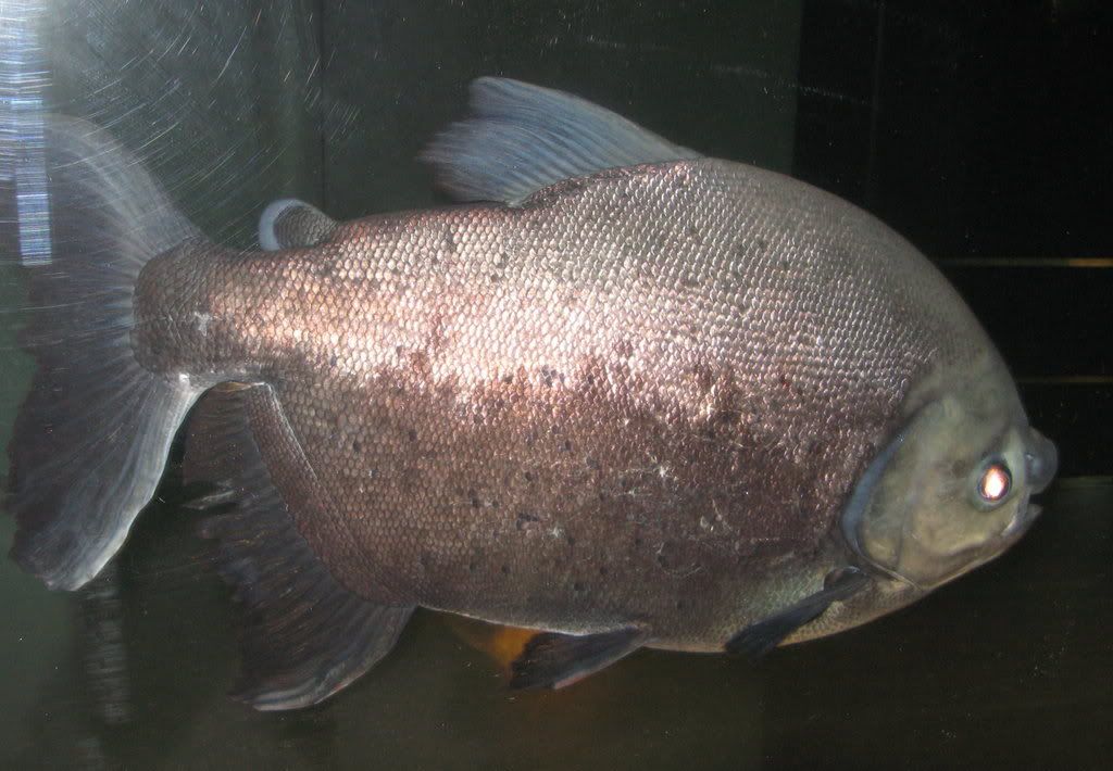pacu-04.jpg