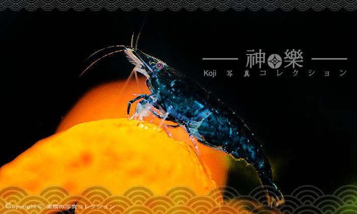 14_Jun_2016_Neocaridina002_zpsuu07n2go.jpg