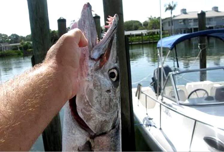 barracudabite5.jpg