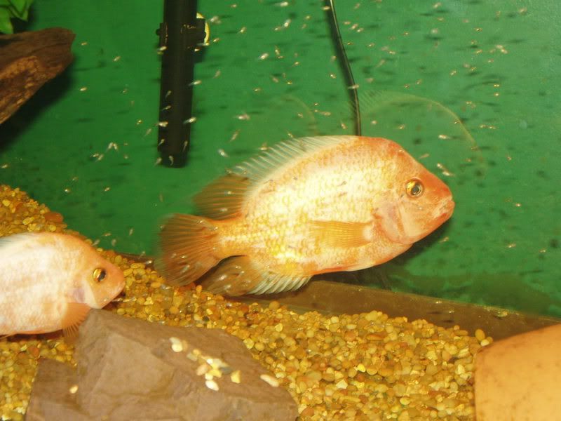 Midas022.jpg