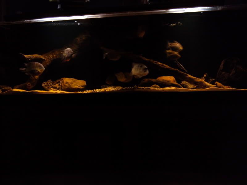 DSC00246.jpg