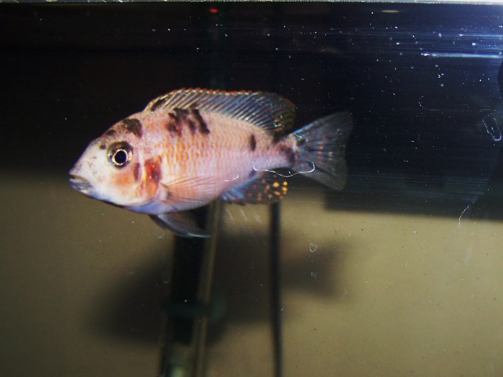 135-75jan1508088.jpg