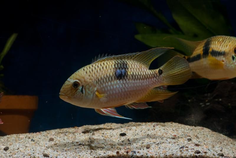 DSC_0017_zps062fe852.jpg