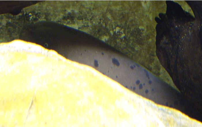 120509ecat.jpg