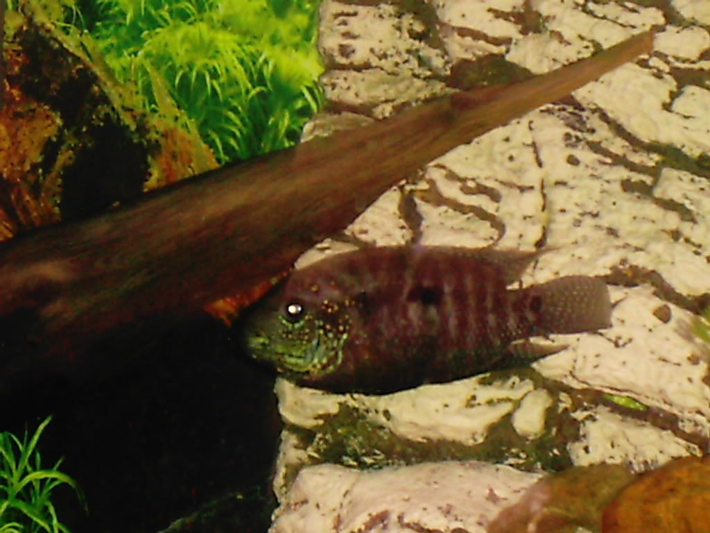 pets008.jpg