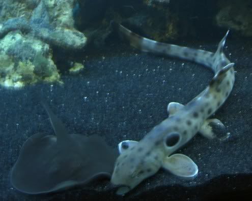 newsharkandstingray.jpg