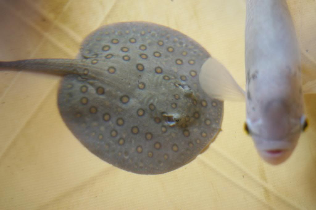 A070-1.jpg