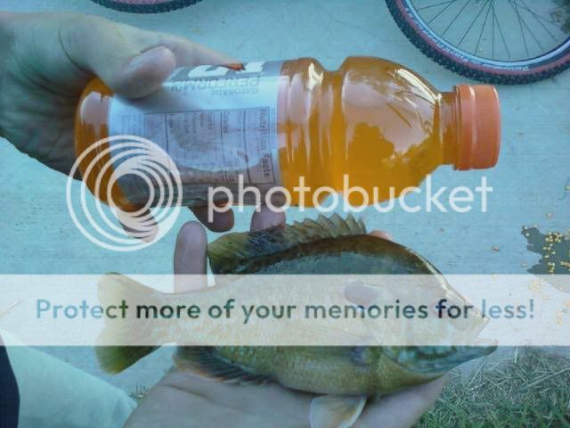 bluegill.jpg