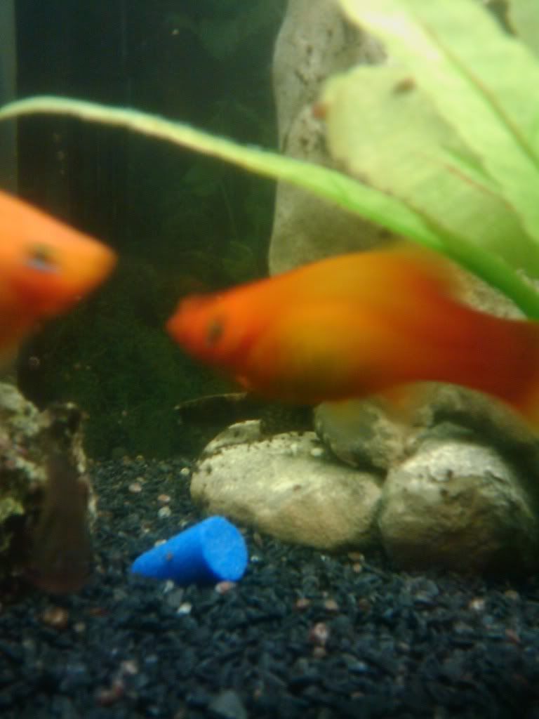 IMAG0089.jpg