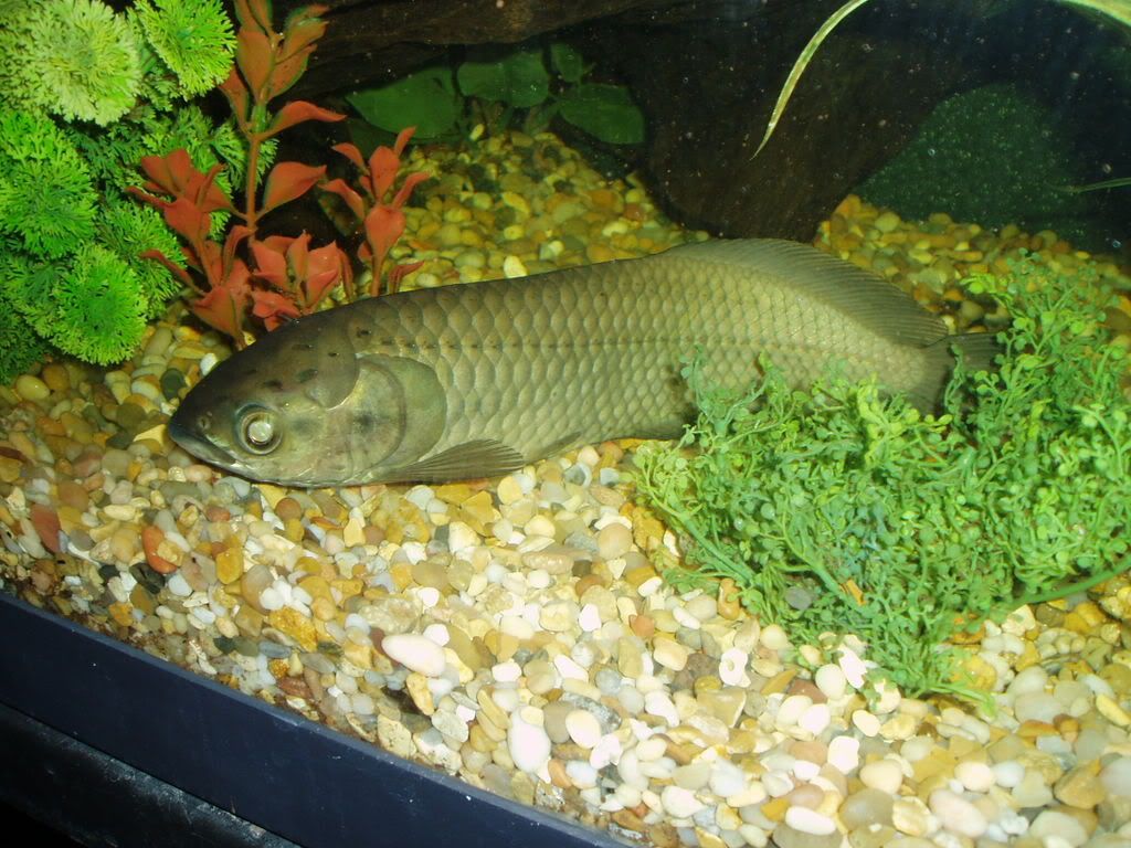 AfricanArowana.jpg