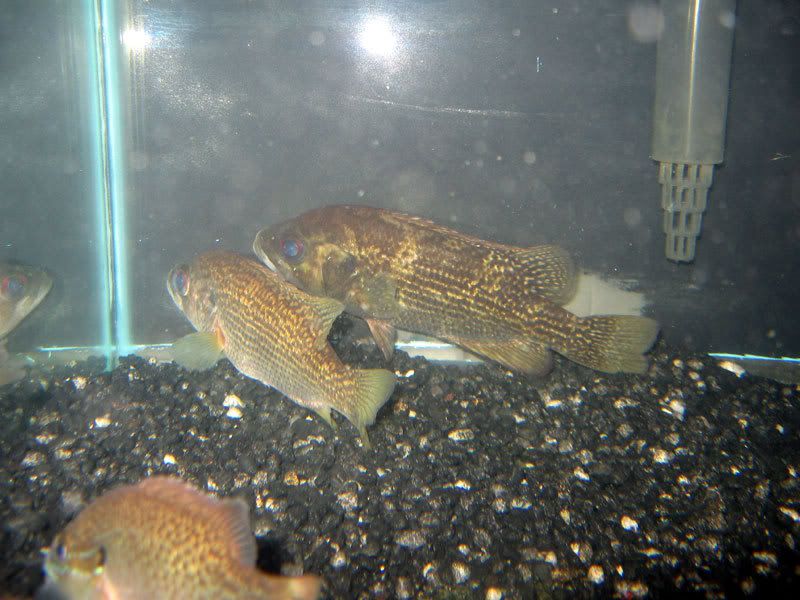 RockBass1.jpg