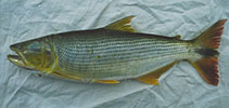 www.fishbase.se