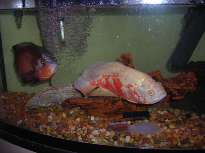 DSCN1016.jpg