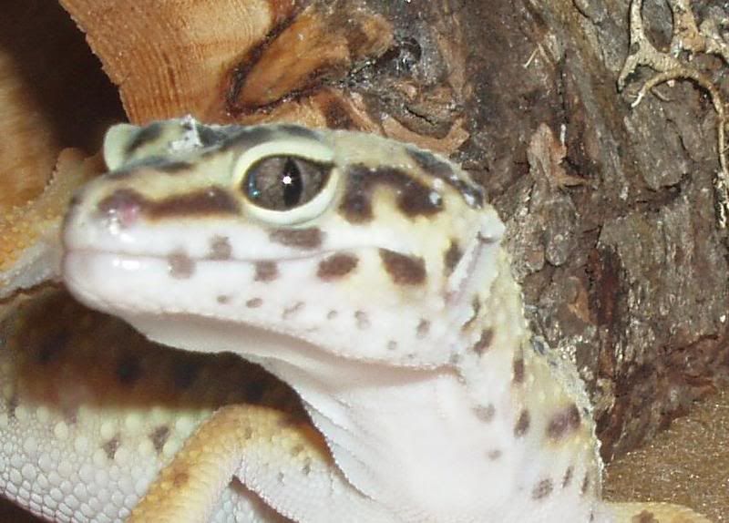 leopardgecko2.jpg