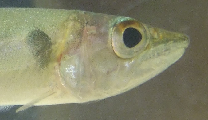 120509BarracudaHead.jpg