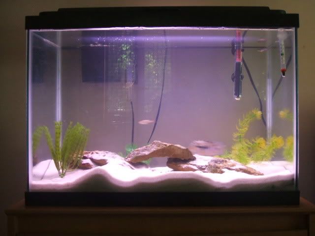 pets407.jpg