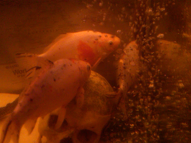 goldfish1.jpg