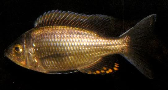 CvirginalisGomeFirecrest81610.jpg