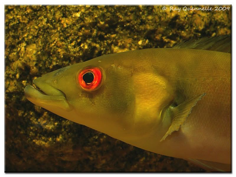 creni-sp-venezuela-headshot01.jpg