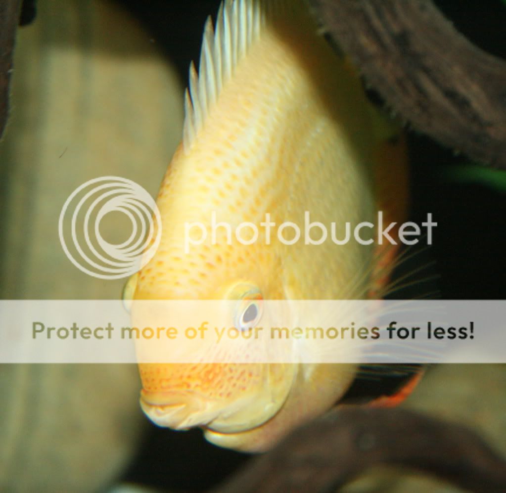 Gold_041709_01.jpg