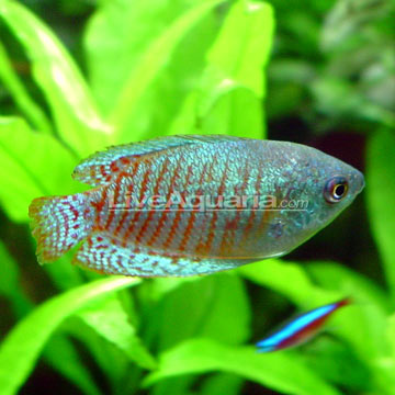p-89812-gourami.jpg