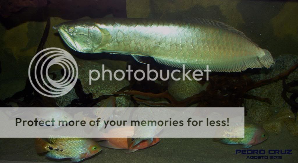 Arowana2500L2.jpg