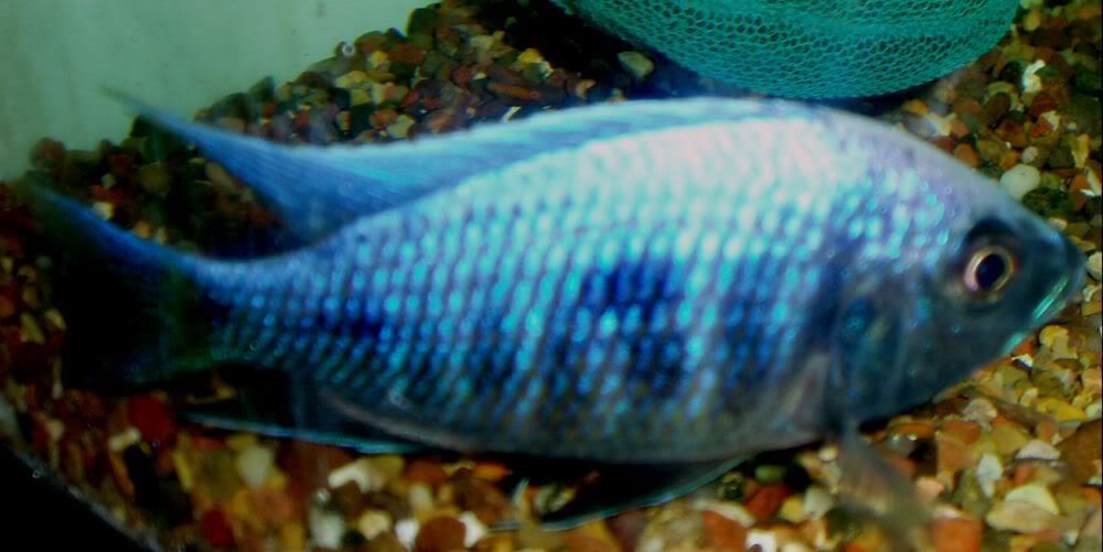 MaleLupinguCloseup.jpg