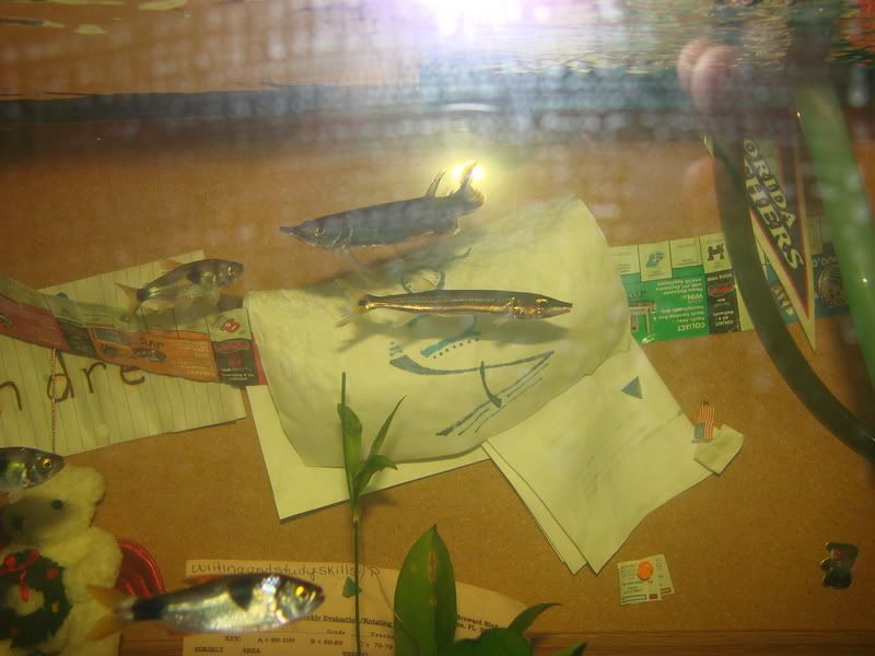 tankpix003.jpg