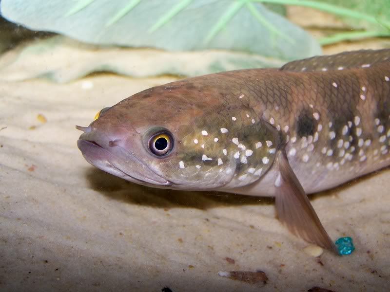 Channa-Asiatica.jpg