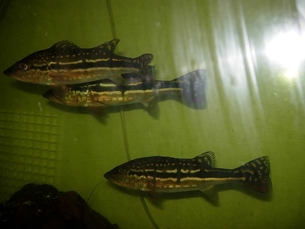 newfish61807049.jpg