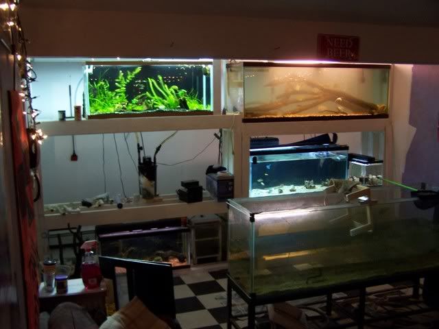 fishwall061.jpg